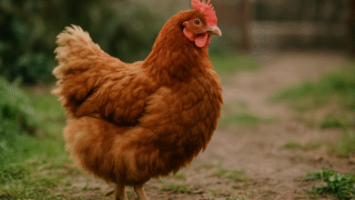 fur hen
