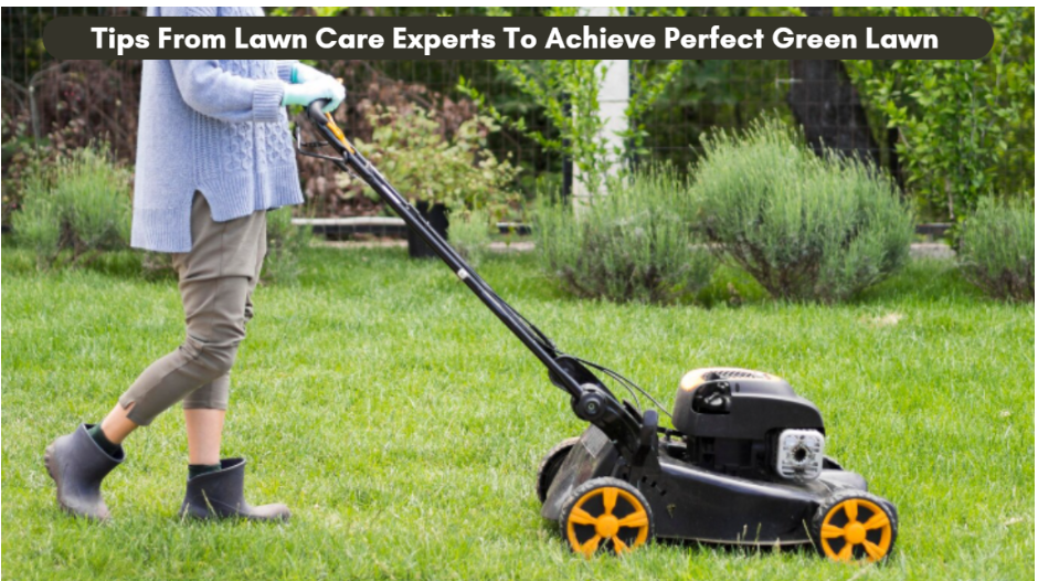 Tips From Lawn Care Experts To Achieve Perfect Green Lawn