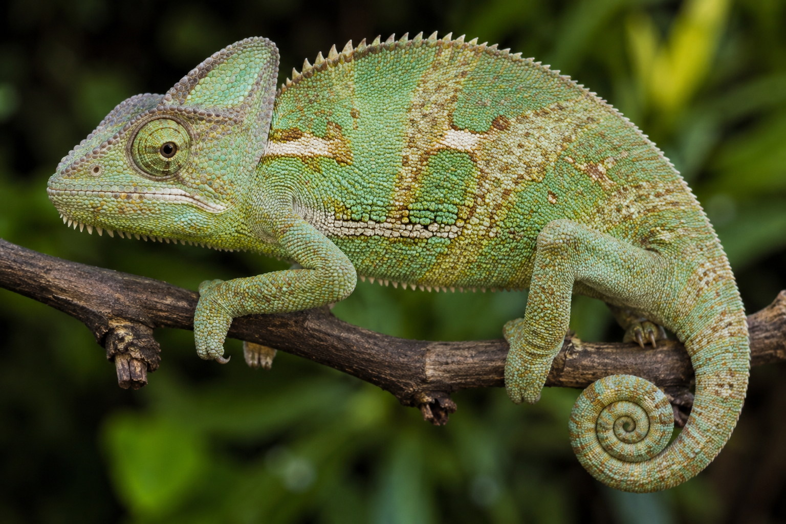 chameleónovité